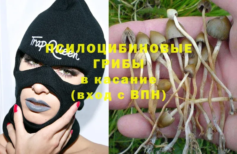 Галлюциногенные грибы Psilocybe  Грязи 